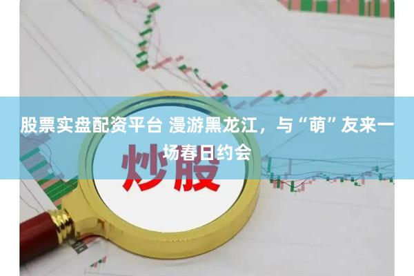 股票实盘配资平台 漫游黑龙江，与“萌”友来一场春日约会